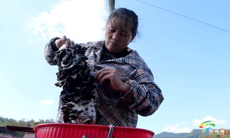 松桃石梁乡：百亩木耳迎丰收 小菌棒撑起致富梦