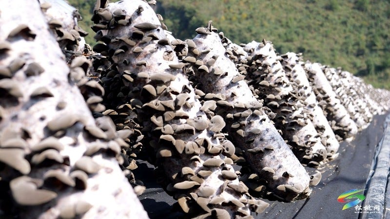 松桃石梁乡：百亩木耳迎丰收 小菌棒撑起致富梦