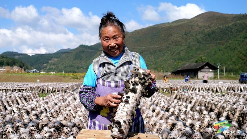 松桃石梁乡：百亩木耳迎丰收 小菌棒撑起致富梦