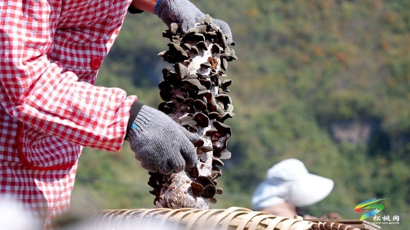 松桃石梁乡：百亩木耳迎丰收 小菌棒撑起致富梦
