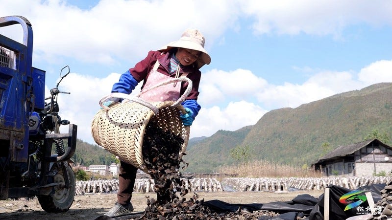 松桃石梁乡：百亩木耳迎丰收 小菌棒撑起致富梦