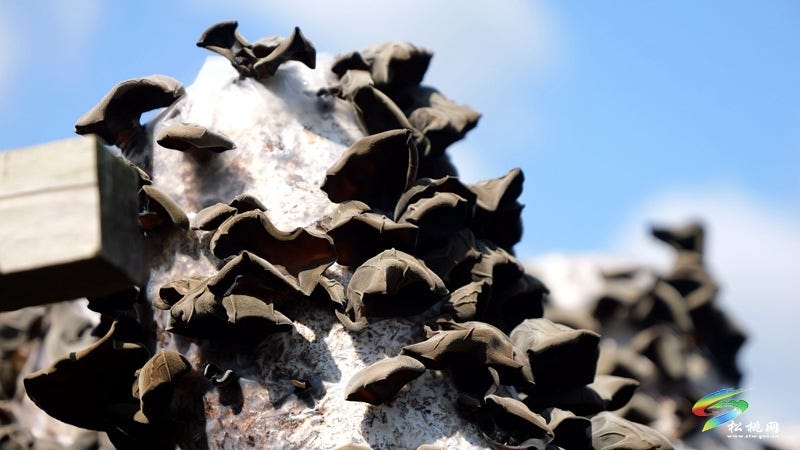 松桃石梁乡：百亩木耳迎丰收 小菌棒撑起致富梦