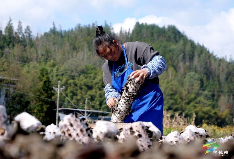 松桃石梁乡：百亩木耳迎丰收 小菌棒撑起致富梦