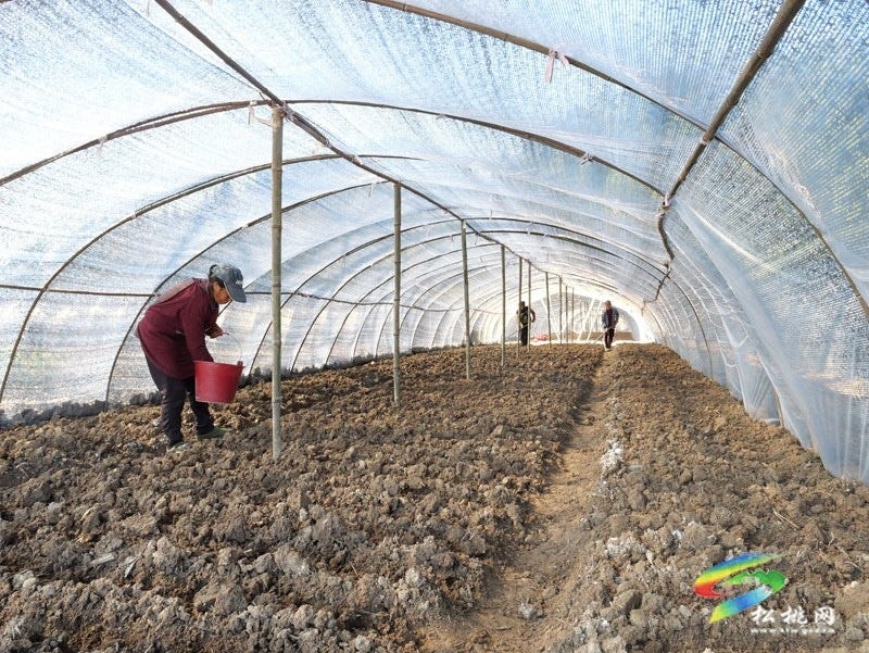 产业扎根乡村旺 松桃2000亩羊肚菌抢冬种