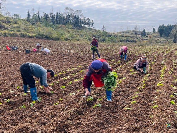 大坪场镇：精耕冬油菜筑牢“压舱石” 聚力稳增产夯实“油瓶子”
