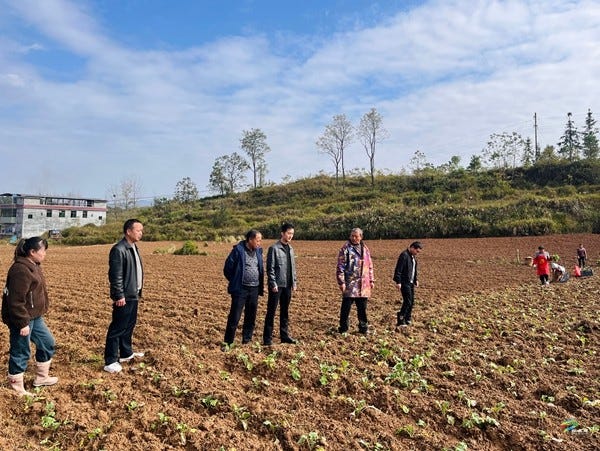 大坪场镇：精耕冬油菜筑牢“压舱石” 聚力稳增产夯实“油瓶子”