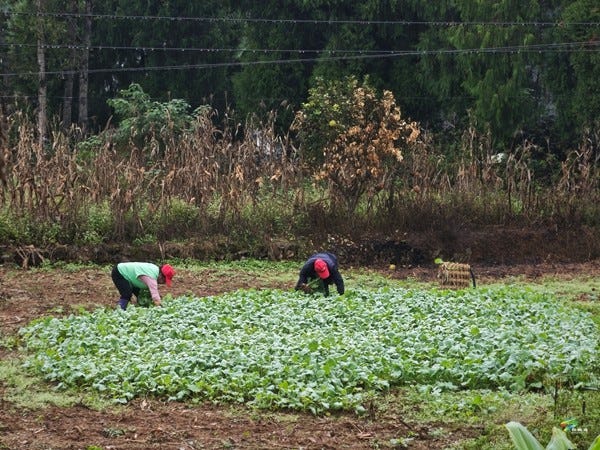 大坪场镇：精耕冬油菜筑牢“压舱石” 聚力稳增产夯实“油瓶子”