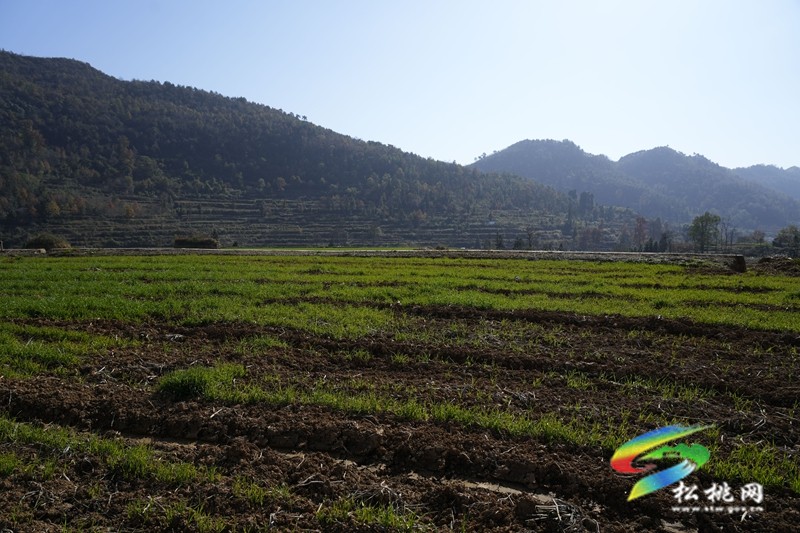 盘信镇楼台村高标农田小麦长势喜人