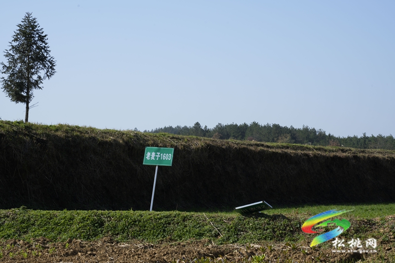盘信镇楼台村高标农田小麦长势喜人