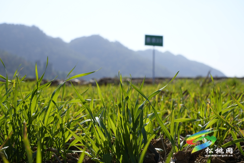 盘信镇楼台村高标农田小麦长势喜人