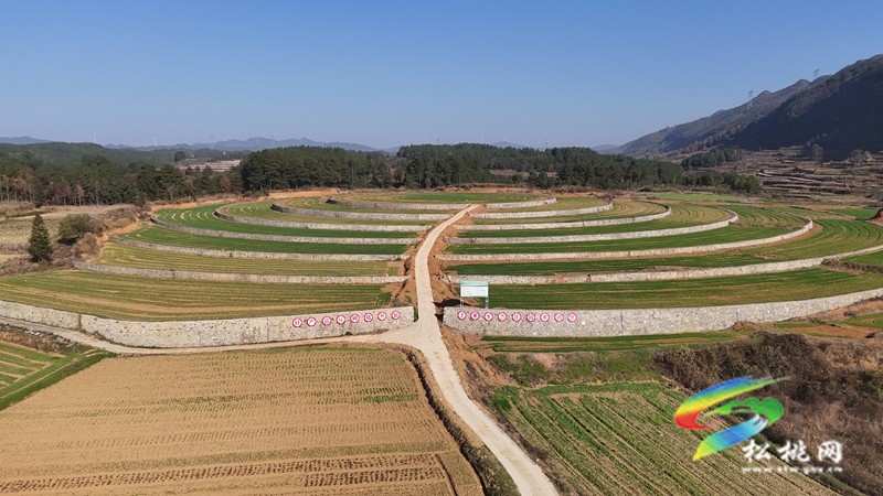盘信镇楼台村高标农田小麦长势喜人