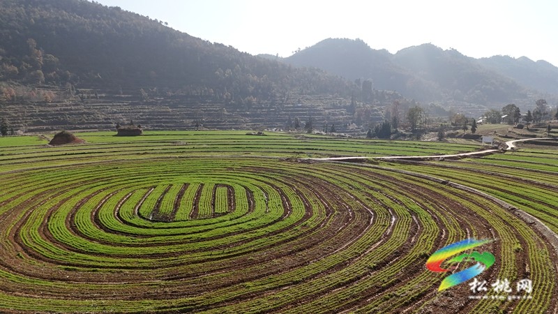 盘信镇楼台村高标农田小麦长势喜人