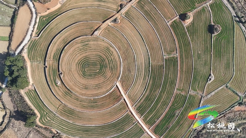 盘信镇楼台村高标农田小麦长势喜人