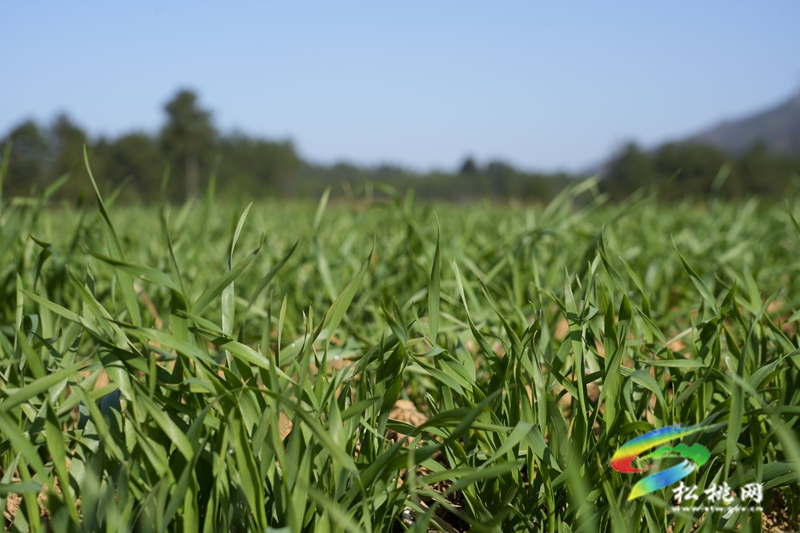 盘信镇楼台村高标农田小麦长势喜人