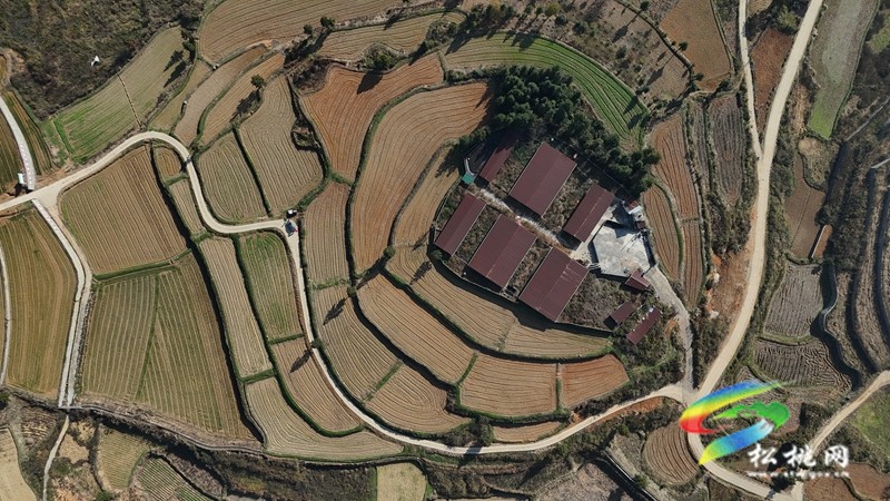 盘信镇楼台村高标农田小麦长势喜人