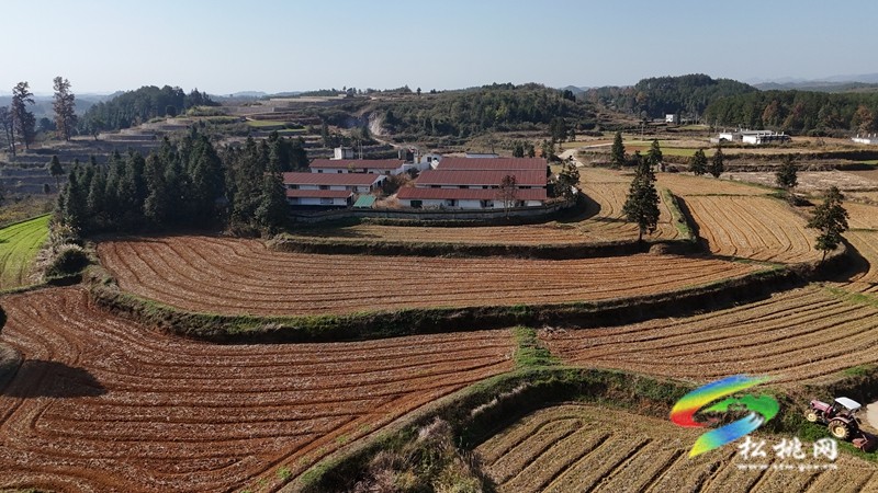 盘信镇楼台村高标农田小麦长势喜人