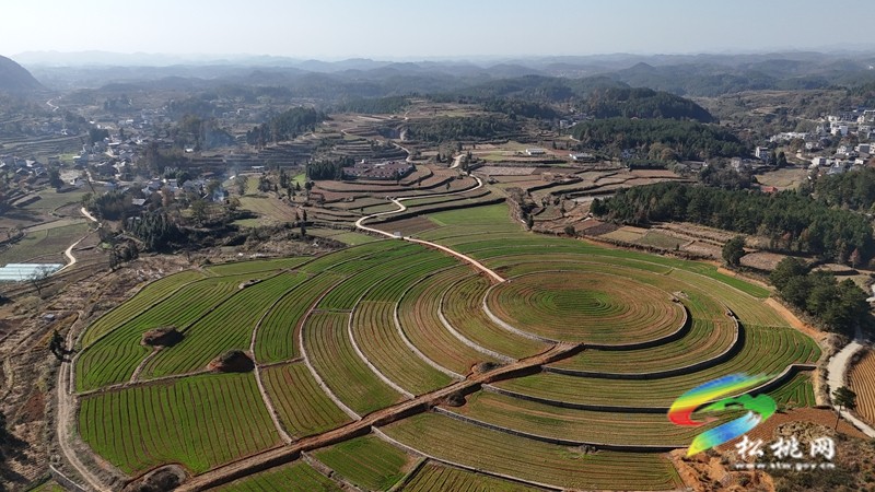 盘信镇楼台村高标农田小麦长势喜人