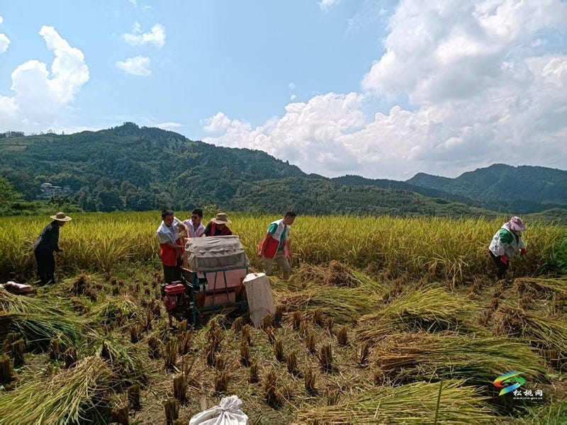 平头镇冷水溪村：农忙时节齐上阵 助农抢收暖民心