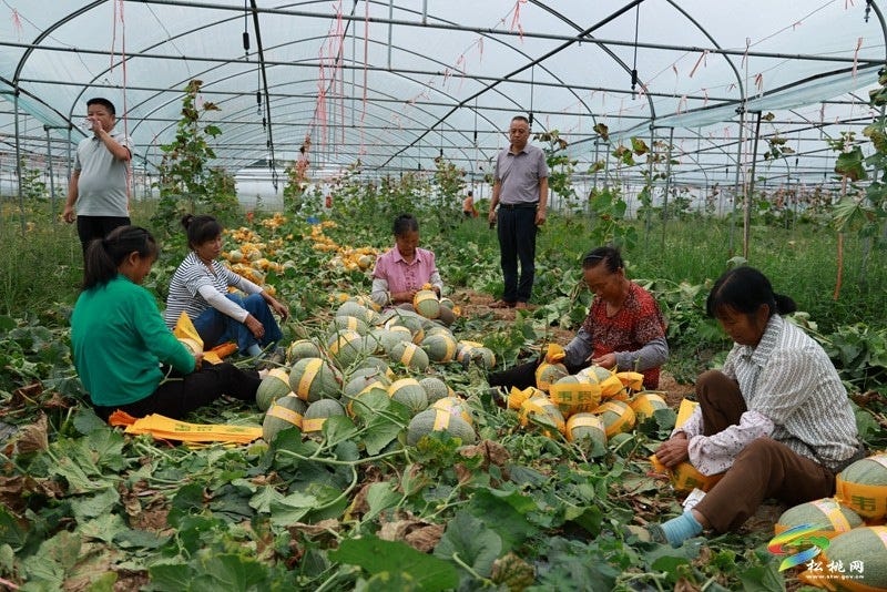 孟溪镇：以销定产稳岗就业  哈密瓜成为安置点“致富金瓜”