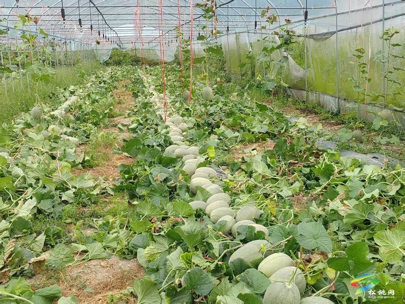 孟溪镇：以销定产稳岗就业  哈密瓜成为安置点“致富金瓜”