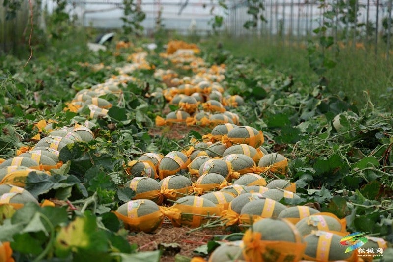 孟溪镇：以销定产稳岗就业  哈密瓜成为安置点“致富金瓜”