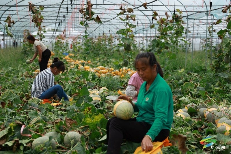 孟溪镇：以销定产稳岗就业  哈密瓜成为安置点“致富金瓜”