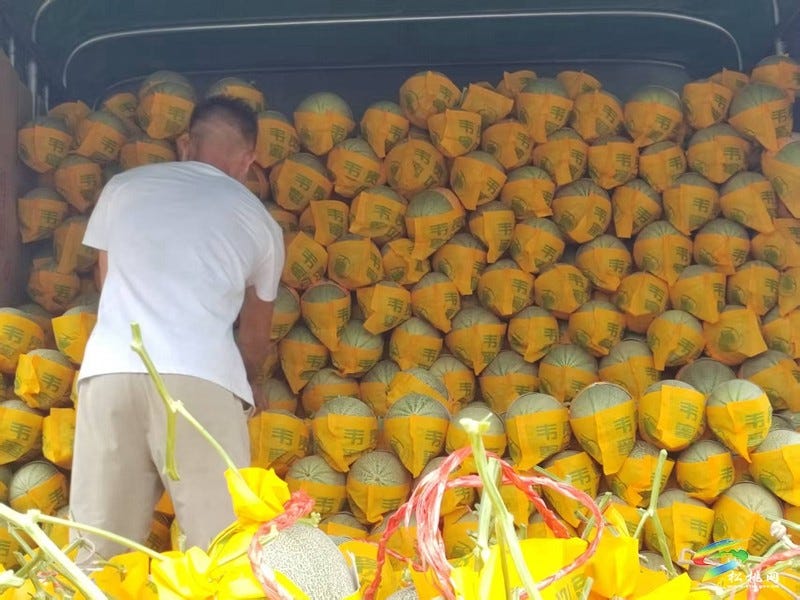 孟溪镇：以销定产稳岗就业  哈密瓜成为安置点“致富金瓜”