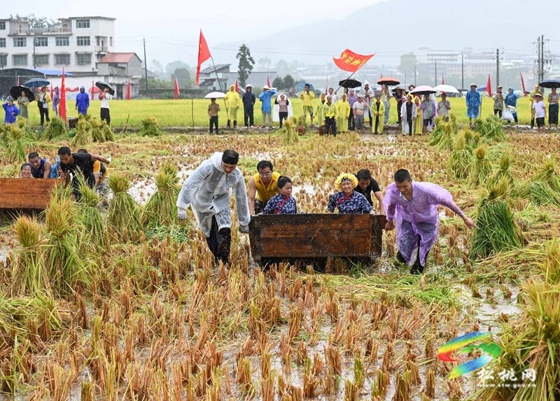 稻田当舞台，雨丝作伴奏！松桃“村晚”奏响丰收交响曲
