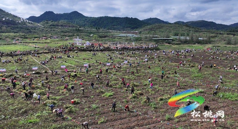 【吃贵州“晚饭”·看松桃村晚】松桃村晚·且听泥喃：走进黄板镇珍珠花生的“花样年华”
