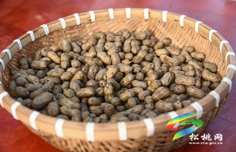 【吃贵州“晚饭”·看松桃村晚】松桃村晚·且听泥喃：走进黄板镇珍珠花生的“花样年华”