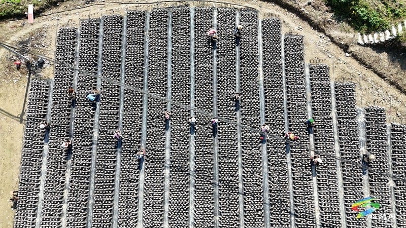 松桃石梁乡：百亩木耳迎丰收 小菌棒撑起致富梦