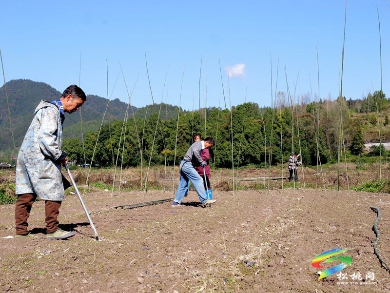 产业扎根乡村旺 松桃2000亩羊肚菌抢冬种