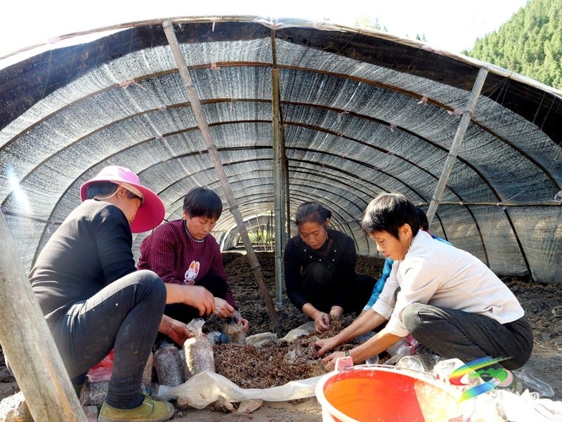 产业扎根乡村旺 松桃2000亩羊肚菌抢冬种