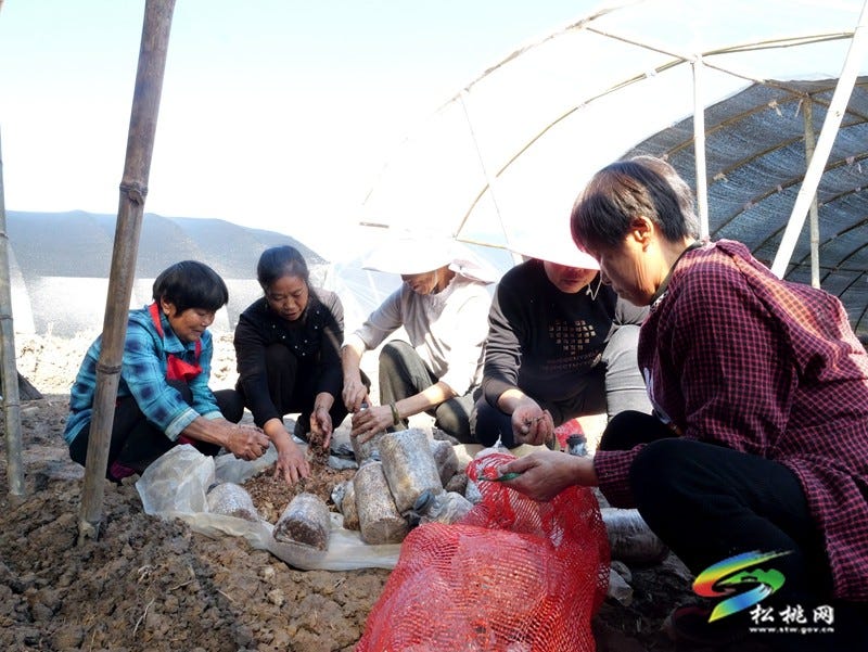 产业扎根乡村旺 松桃2000亩羊肚菌抢冬种