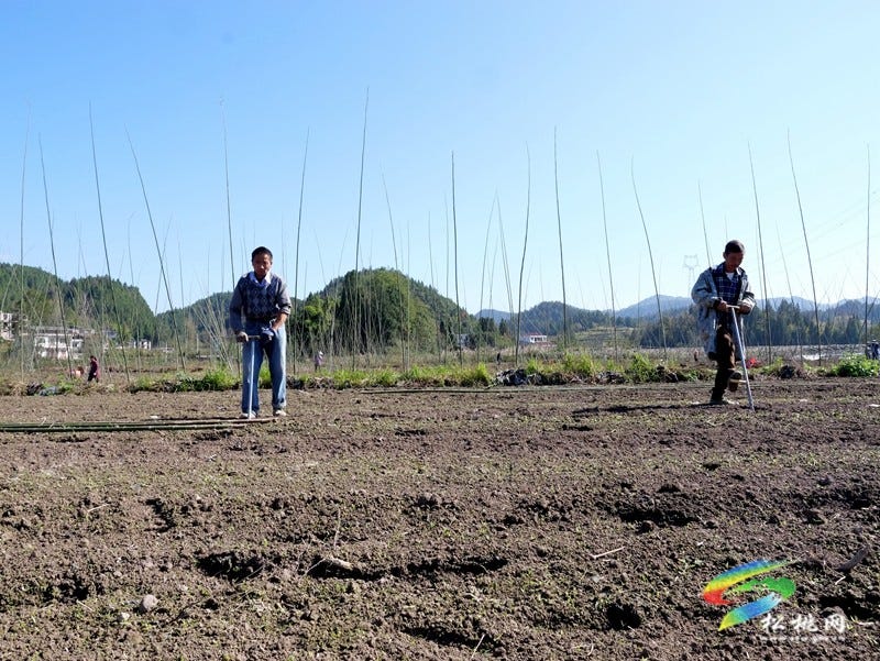 产业扎根乡村旺 松桃2000亩羊肚菌抢冬种