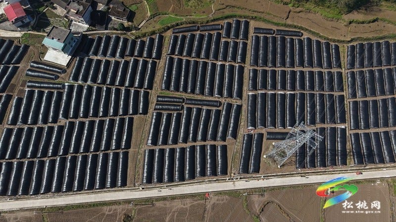 产业扎根乡村旺 松桃2000亩羊肚菌抢冬种