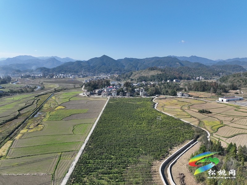 孟溪安山香柚喜获丰收 甜蜜果实铺就乡村振兴路