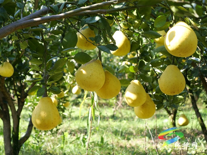 孟溪安山香柚喜获丰收 甜蜜果实铺就乡村振兴路