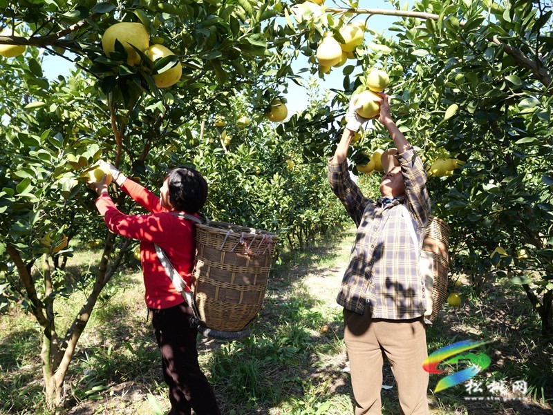 孟溪安山香柚喜获丰收 甜蜜果实铺就乡村振兴路