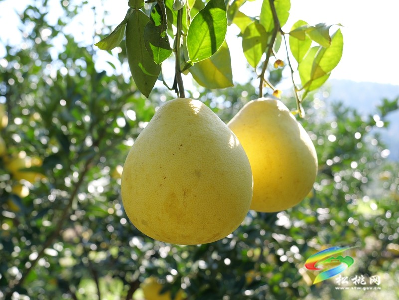 孟溪安山香柚喜获丰收 甜蜜果实铺就乡村振兴路