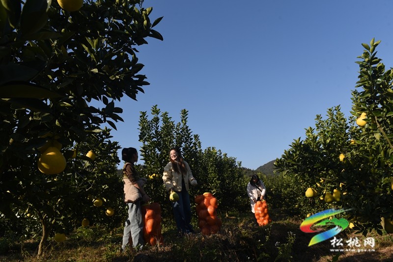 松桃大坪场镇：香柚盈枝引客来