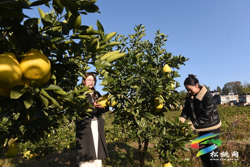 松桃大坪场镇：香柚盈枝引客来