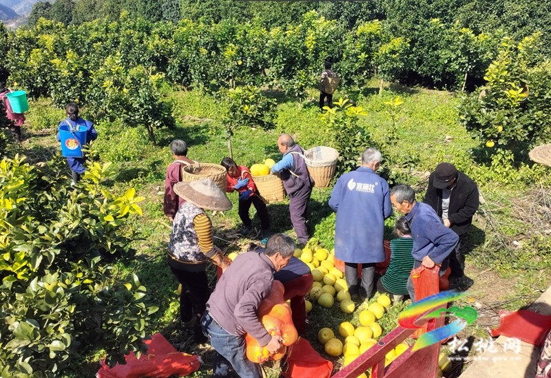 迓驾镇青山村：深耕特色产业  赋能乡村振兴