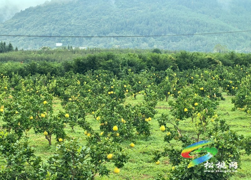 迓驾镇青山村：深耕特色产业  赋能乡村振兴
